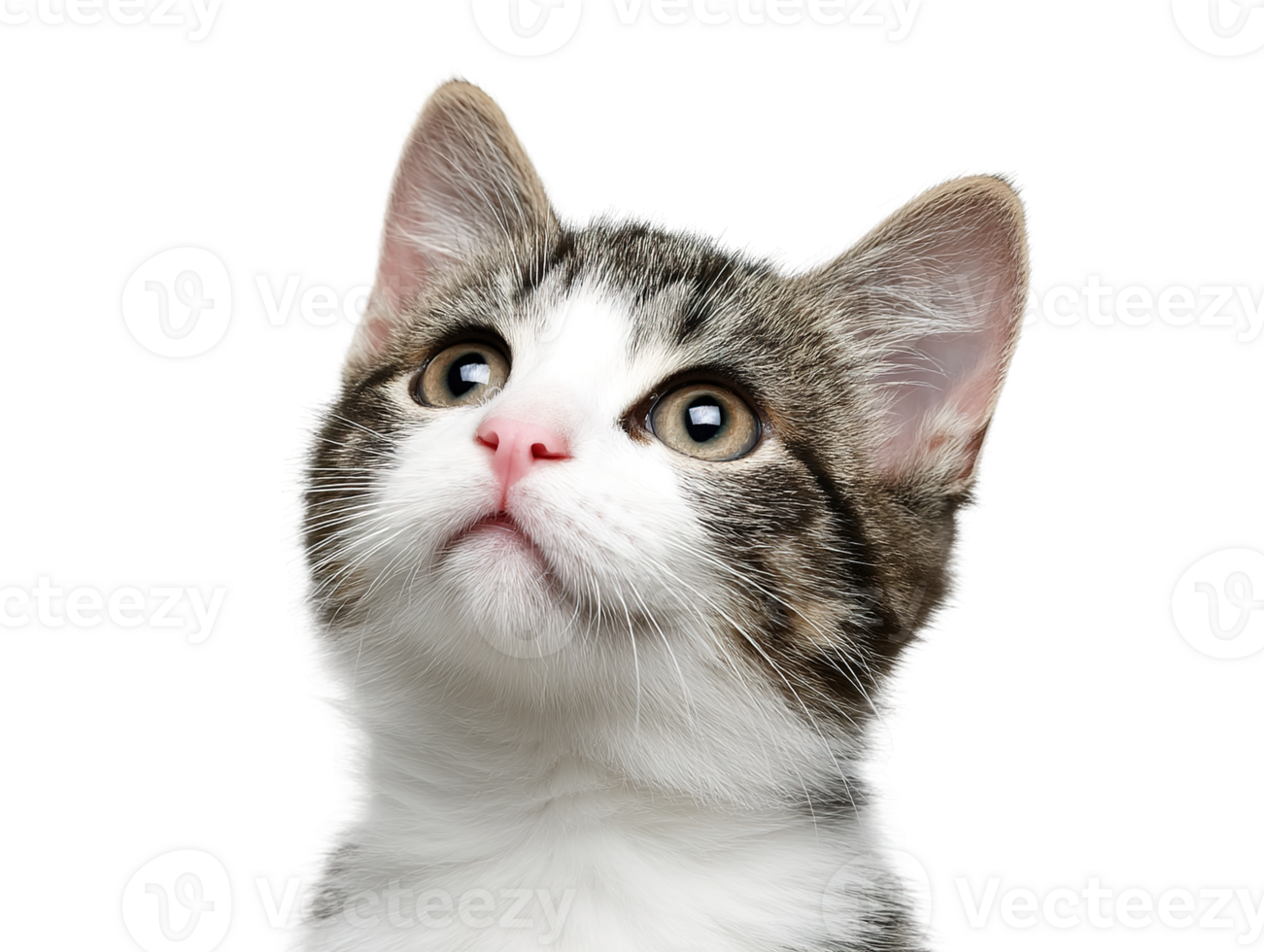 A Cute Tabby Cat Looking Upwards on an Isolated Transparent Background png