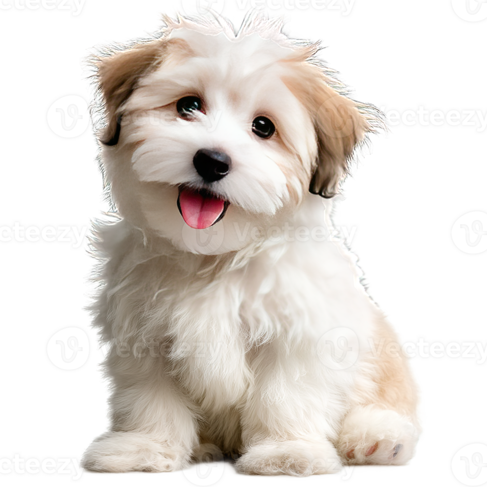 Adorable White and Brown Puppy on Transparent Background in High Quality Photo Realistic Rendering png