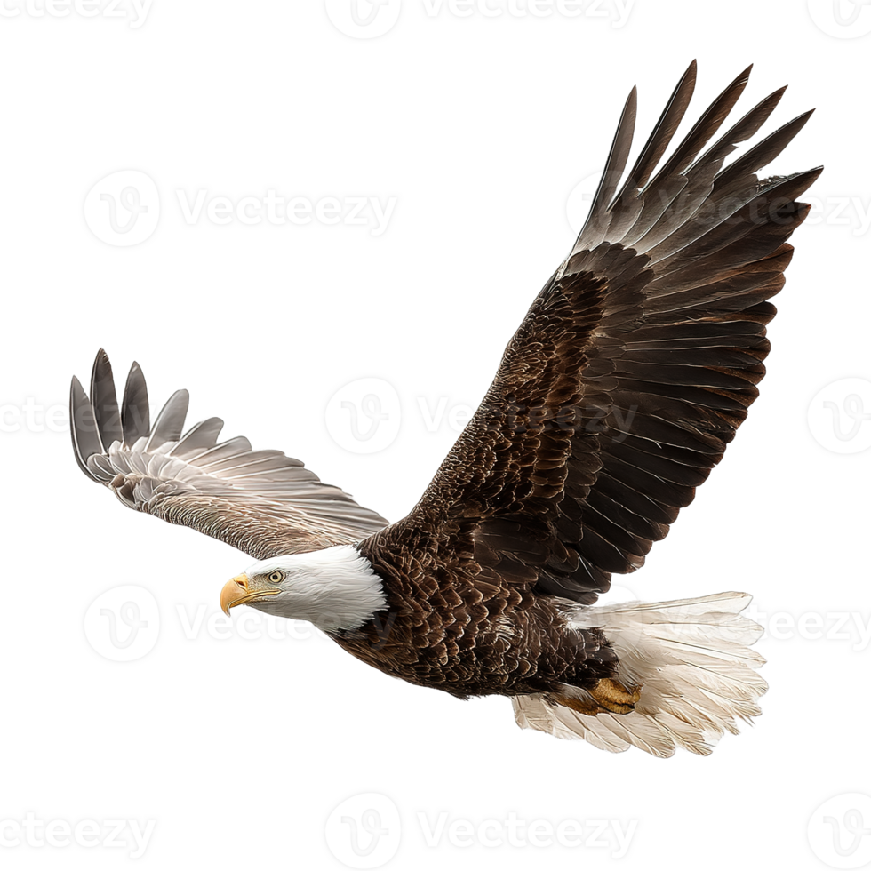 Majestic Bald Eagle in Flight Soaring with Brown and White Feathers Isolated on Transparent Background png