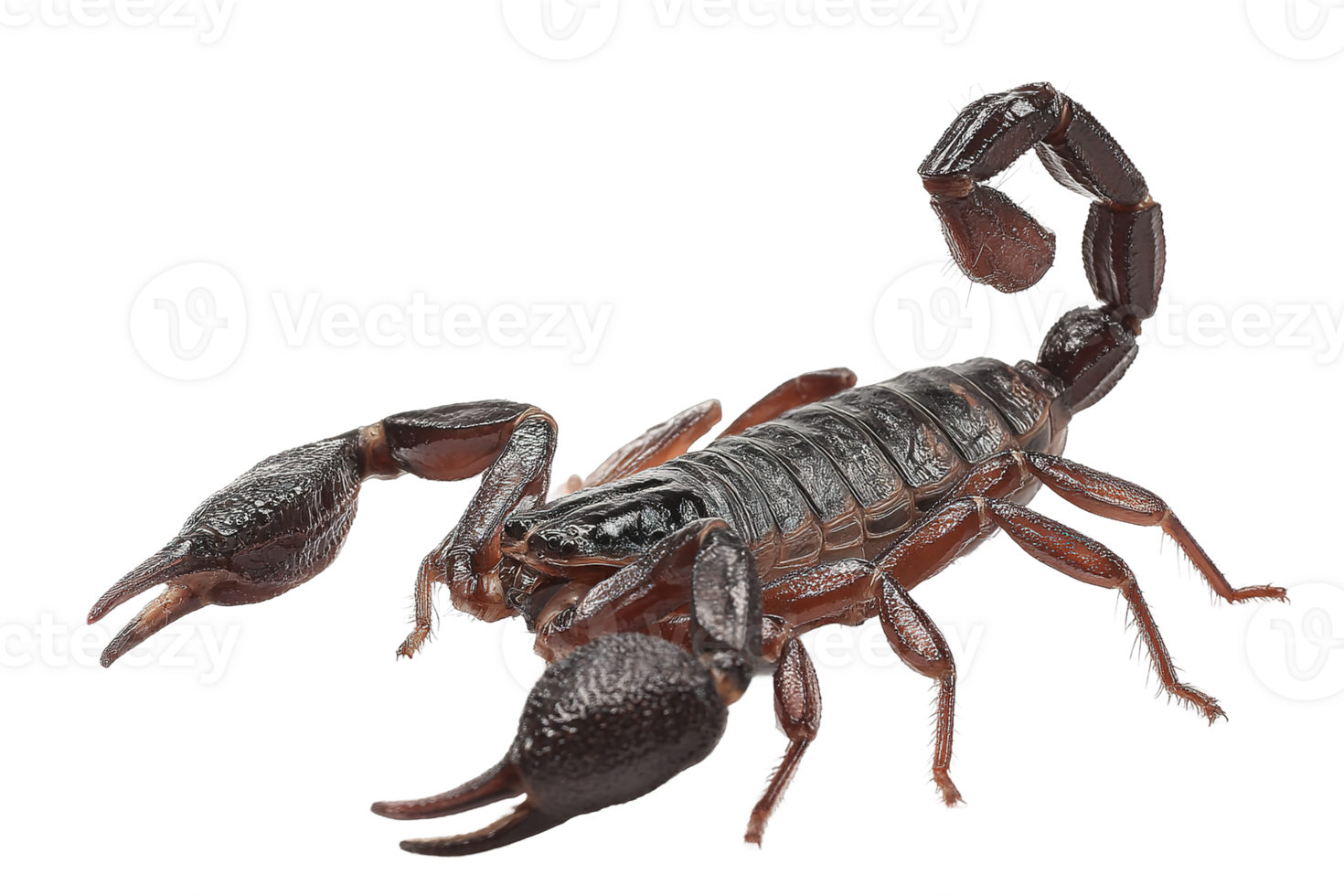 A Detailed Isolated Scorpion Image In Transparent Background For Creative Projects png