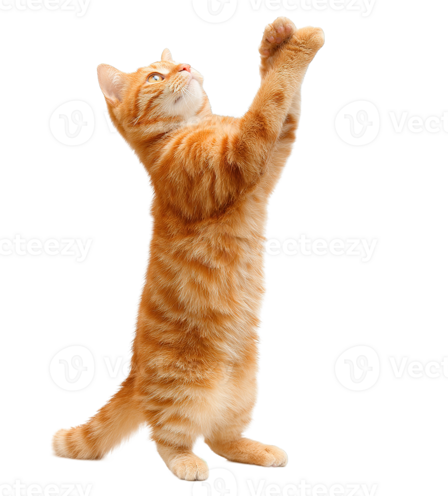 Cute Ginger Cat Standing On Two Legs Isolated On Transparent Background png