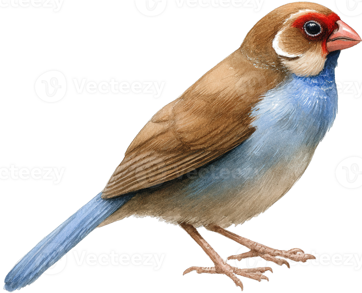 Cut Out Of A Bird With Red Head And Blue Throat Isolated png