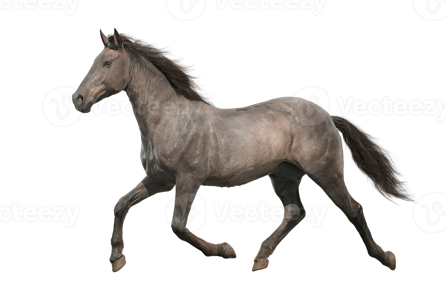 Isolated Gray Horse Running On Transparent Background Wild Animal Free Download Images png