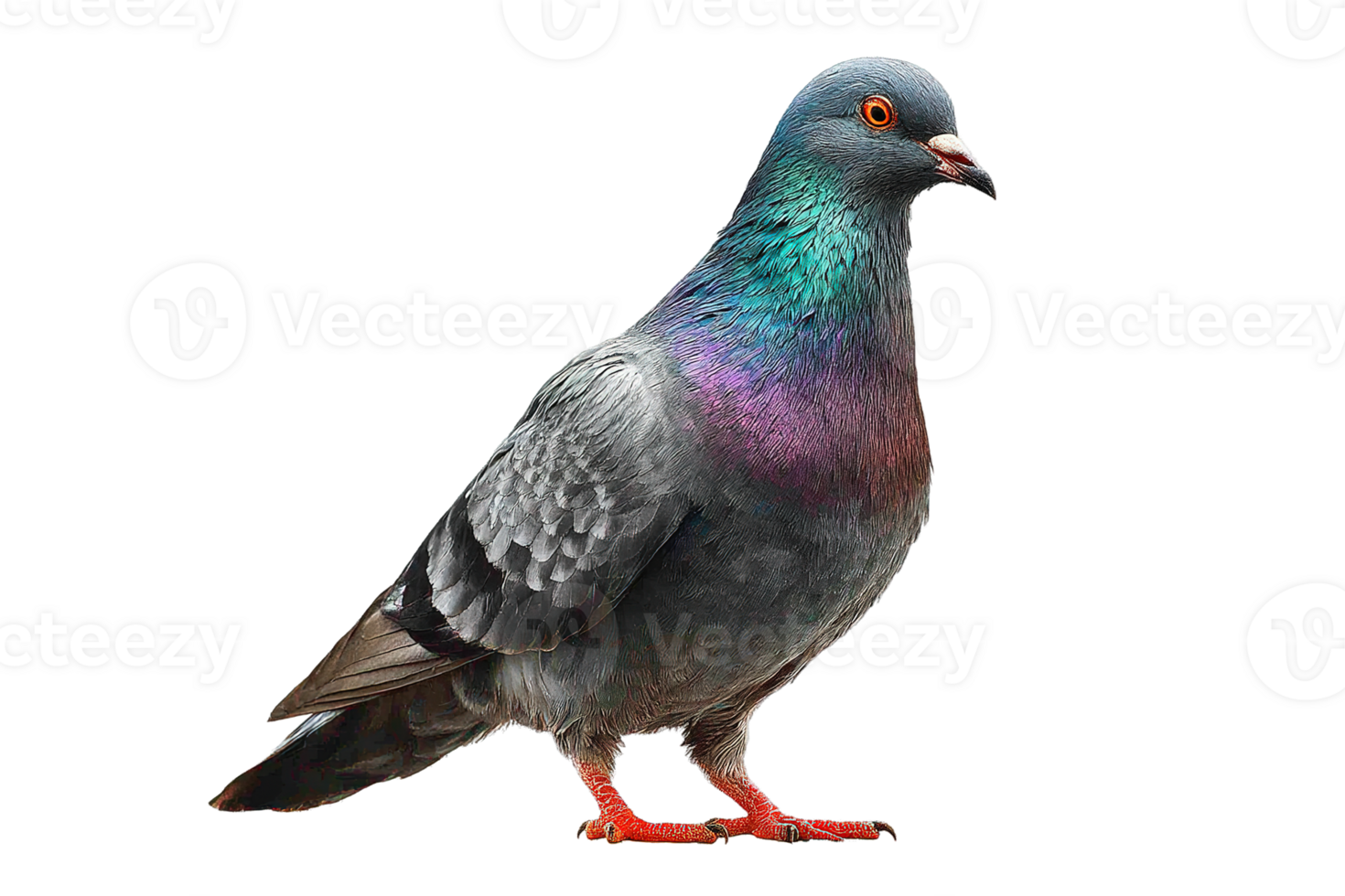 Isolated Pigeon Image Bird Silhouette with Transparent Background for Design Resource png