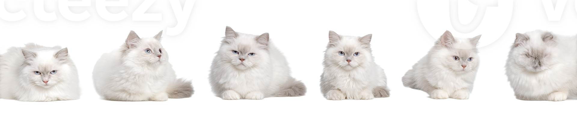 Group of Fluffy White Cats with Blue Eyes on Transparent Background png
