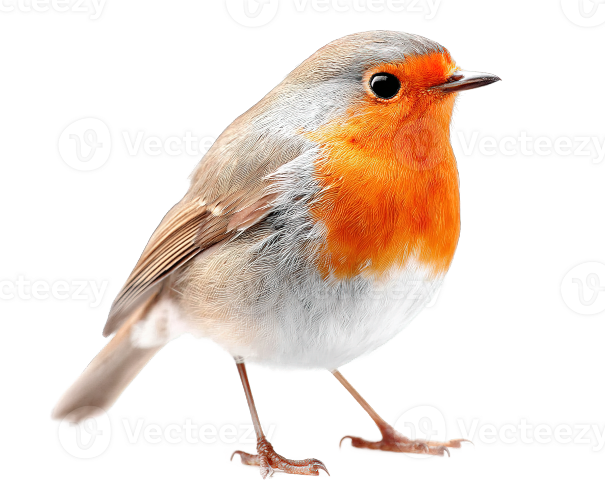 European Robin on Transparent Background Isolated Illustration Download Free png