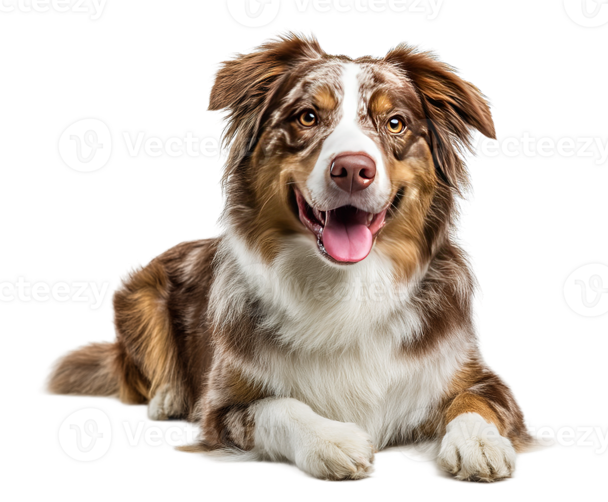 Isolated Dog Portrait on Transparent Background a Cute Smiling Dog Stock Photo png