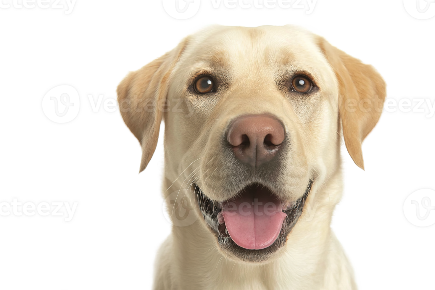 Isolated Transparent Background Portrait Of Happy Smiling Labrador Dog With Tongue Out png