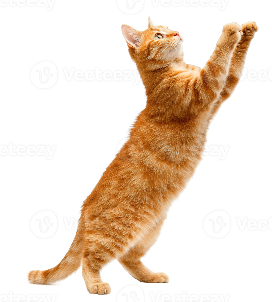 Isolated Ginger Cat with Transparent Background Cute Pet Ready to Playful Mood png