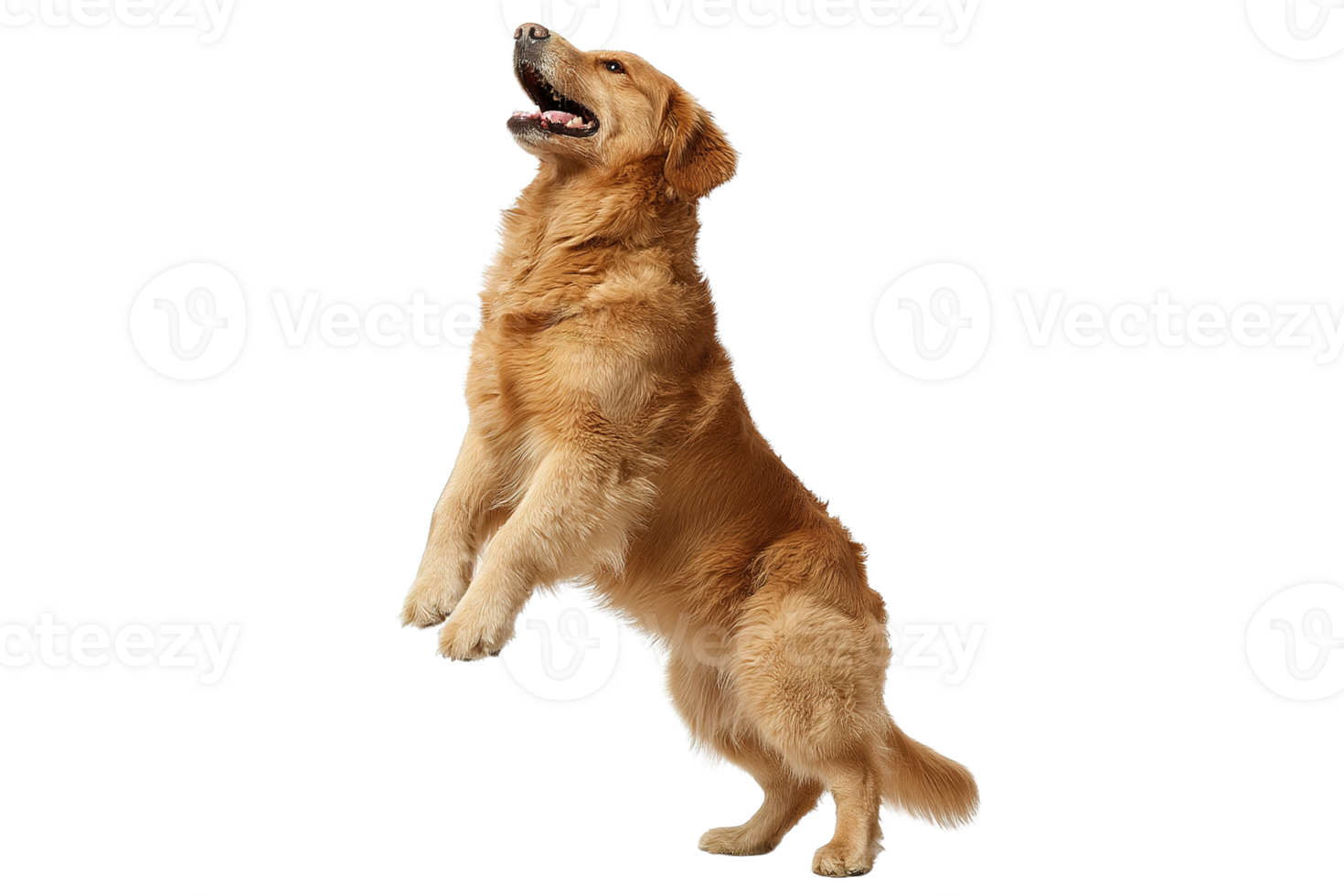 Isolated Golden Retriever Dog Transparent Image Leaping Upwards In Playfulness And Exuberance png