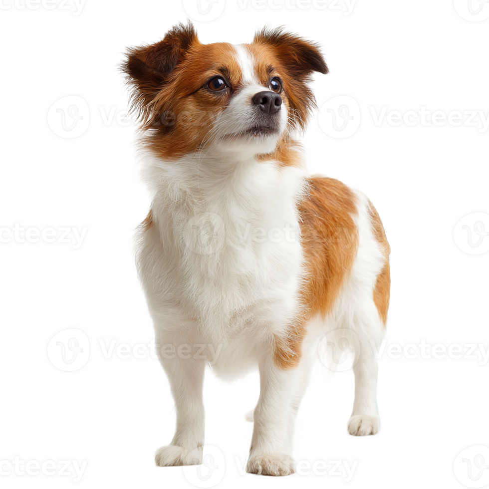 Adorable Little Dog Isolated on Transparent Background Perfect for Design Projects and Crafts png