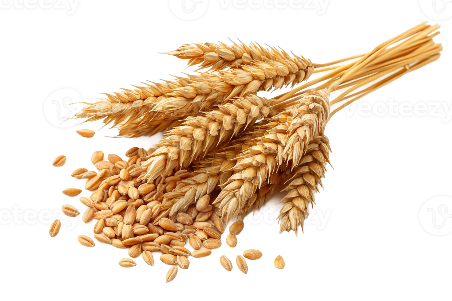 Golden Wheat Stalks And Grains Isolated For Template Design On Transparent Background png