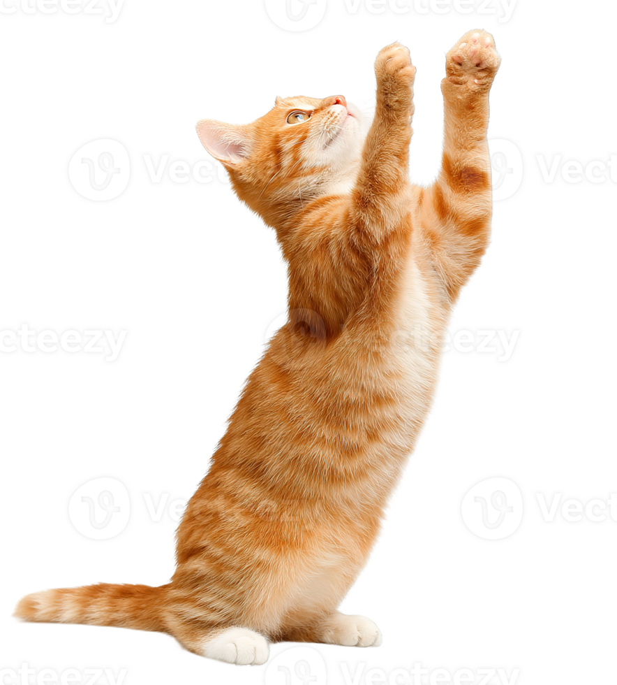 Orange Tabby Kitten Stretching Up Isolated on Transparent Background Playful Cute Ginger Cat png