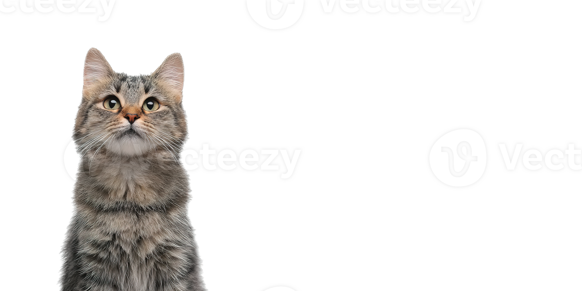 Isolated Gray Cat Looking Up with Transparent Background Image Free Use png