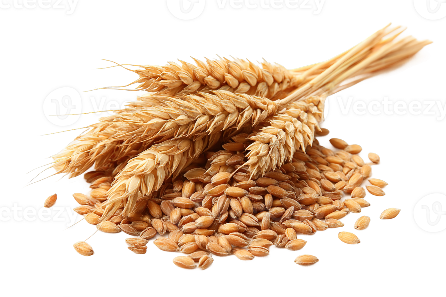 Pile of Raw Wheat Grains and Stalks on a Transparent Isolated Background png