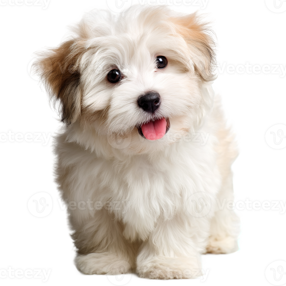 Adorable Puppy Isolated Transparent Background Cute Little Dog With Happy Expression Portrait png