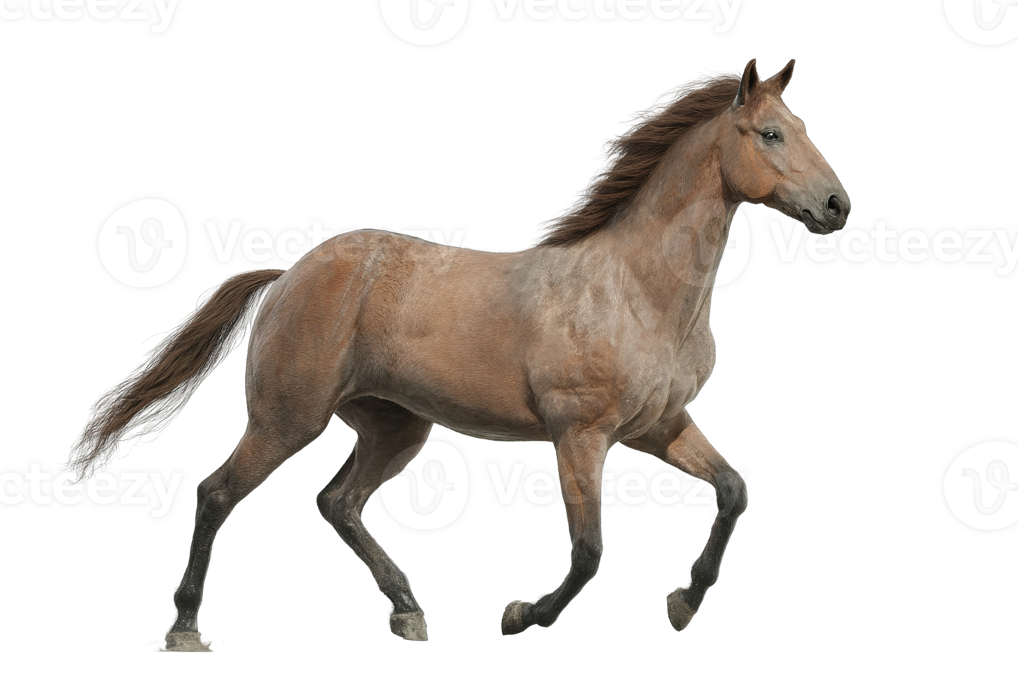 Majestic Brown Horse Trotting Gracefully Isolated on a Transparent Background Image png