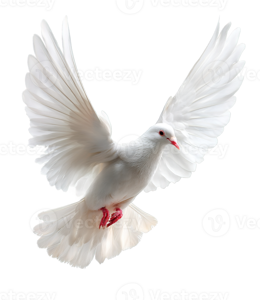 Flying Dove Isolated On Transparent Background White Wings Spread Peace Freedom Concept png