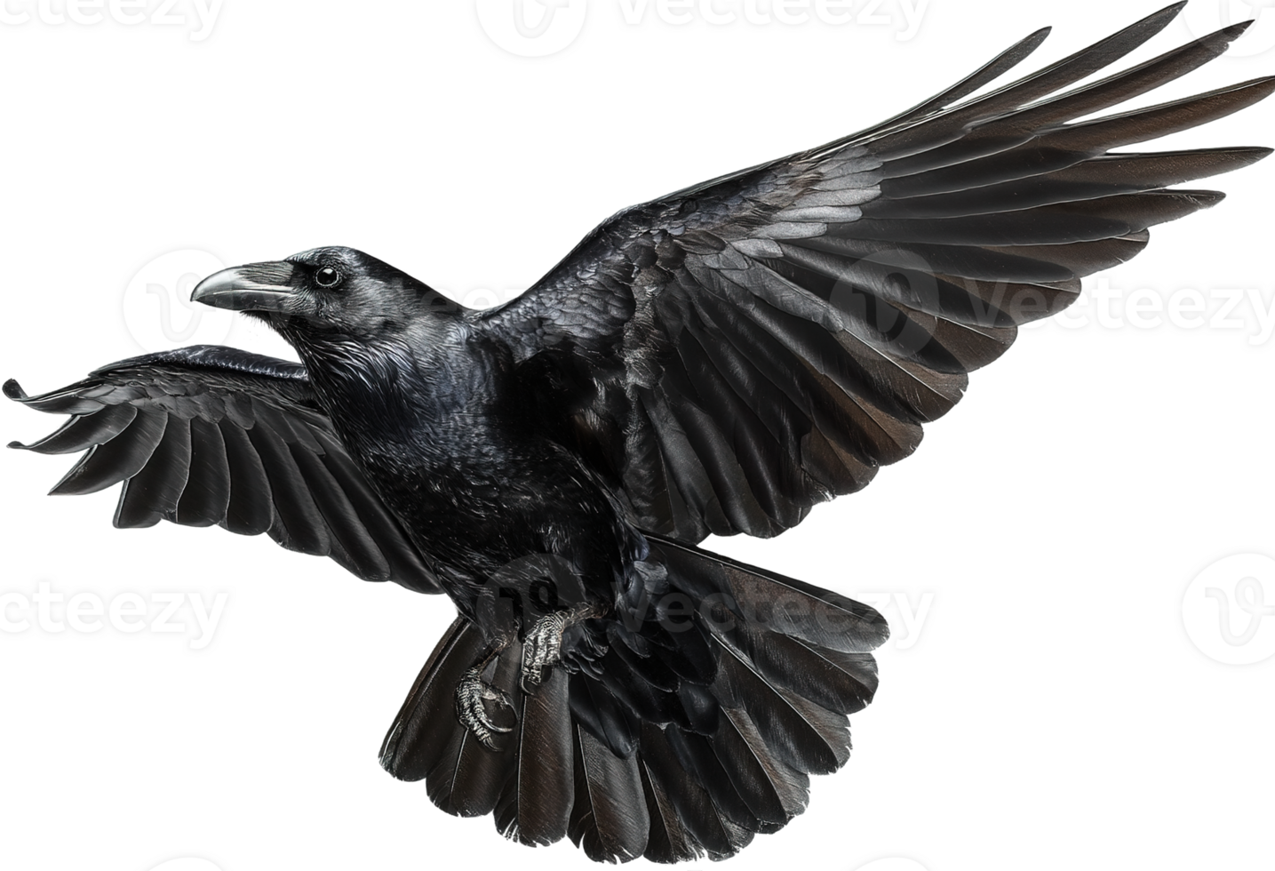 Dramatic Black Raven Isolated Image with Transparent Background High Quality Design Element png