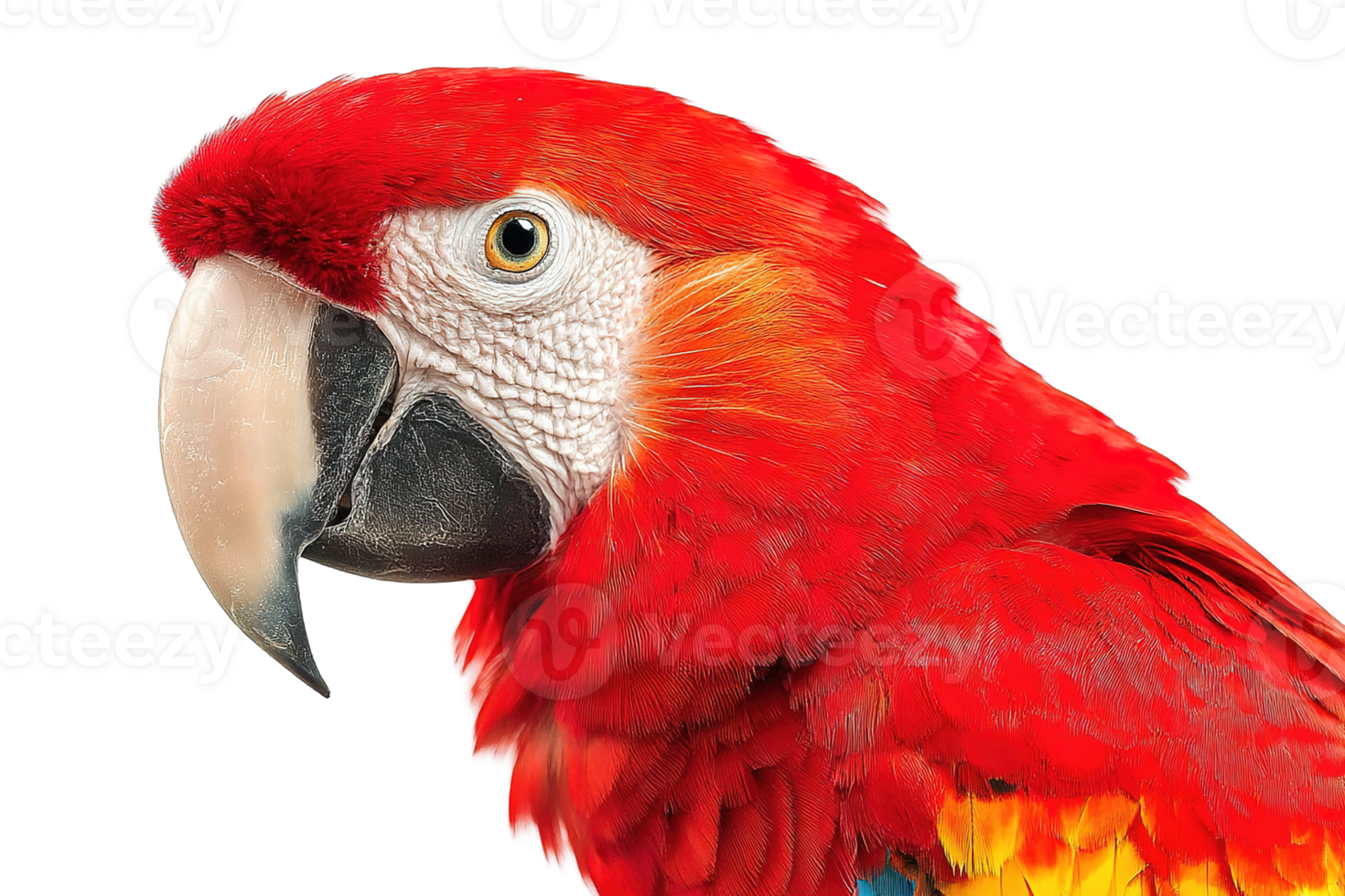 Isolated Red Macaw Head Detail Close Up Transparent Background Image Colorful Parrot png