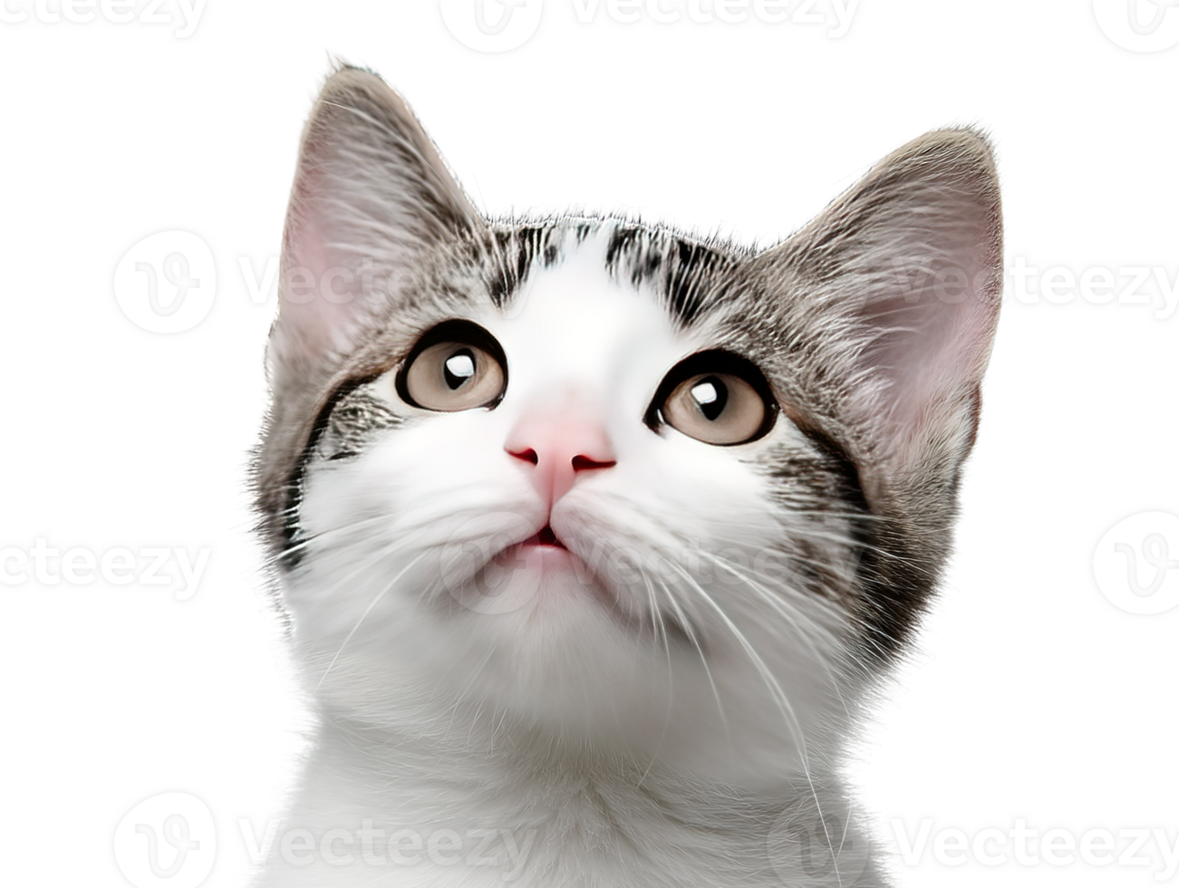 A Beautiful Kitten Head with Striking Eyes Isolated on a Transparent Background png