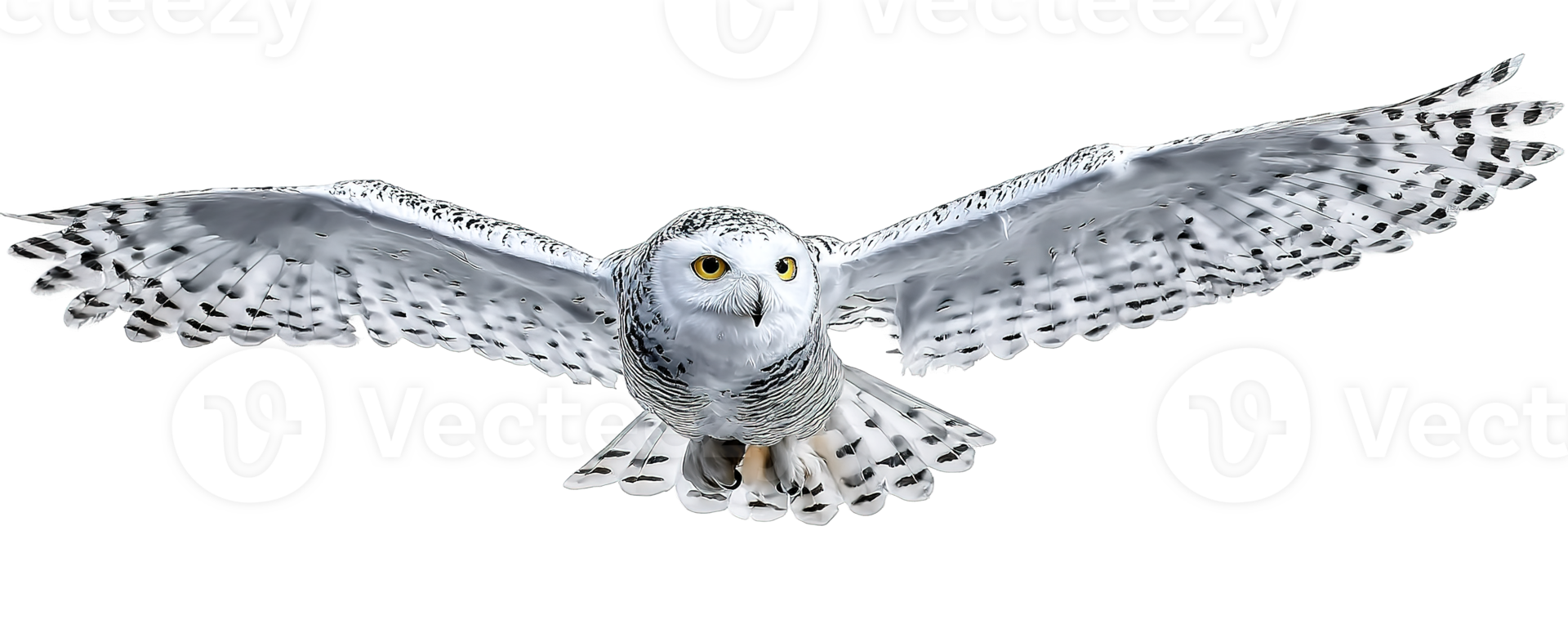 Snowy Owl Flying Bird with White Feathers Isolated Transparent Background Image png