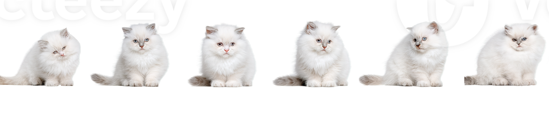 Isolated Transparent Six Cute White Fluffy Cats Sitting on Black Background png
