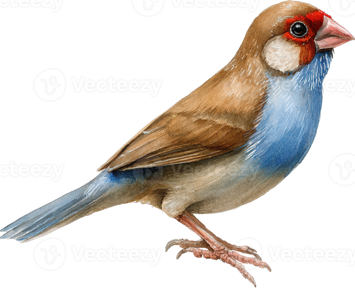 Elegant Red Faced Star Finch Perched Gracefully An Avian Beauty Isolated png