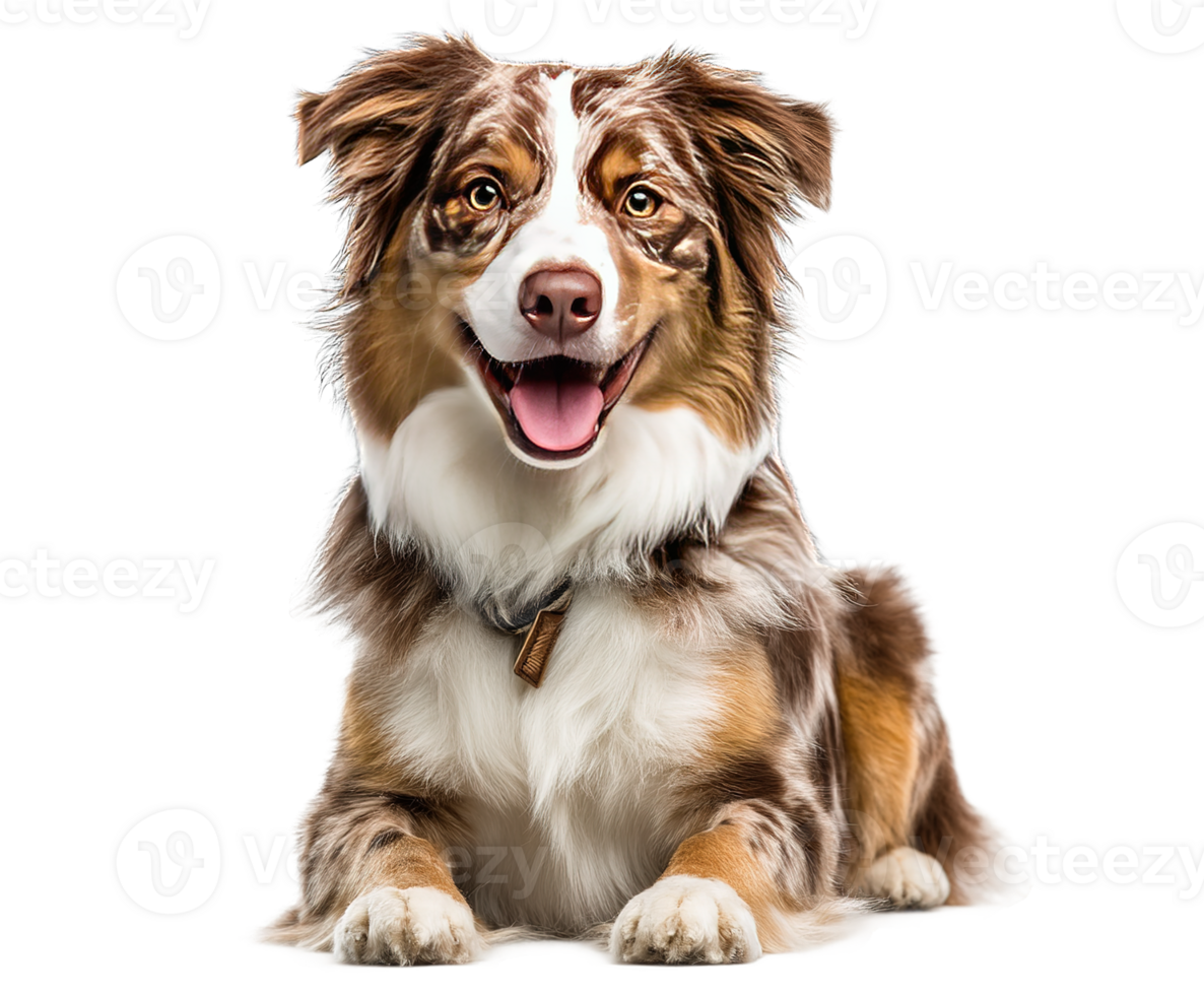 Brown and White Dog Lying Down Isolated with a Transparent Background png