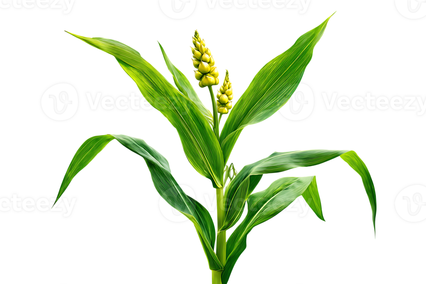 Sorghum Plant with Green Leaves Isolated Transparent Image for Design png