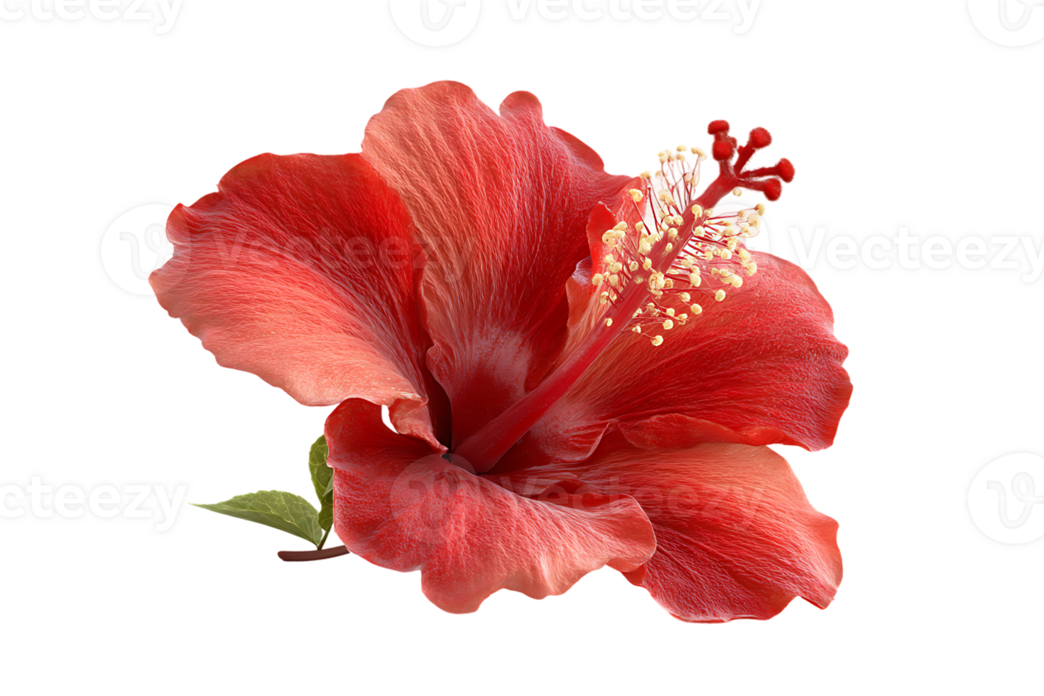 A Gorgeous Red Hibiscus Flower Petals Isolated on a Transparent Background Stock png