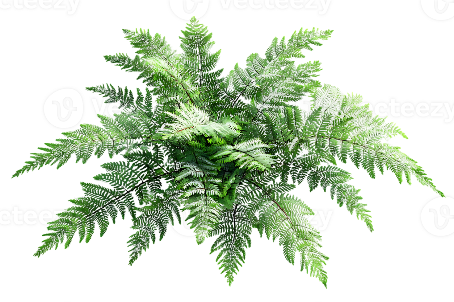 High Angle View of a Green Plant on Transparent Background Isolated Object png