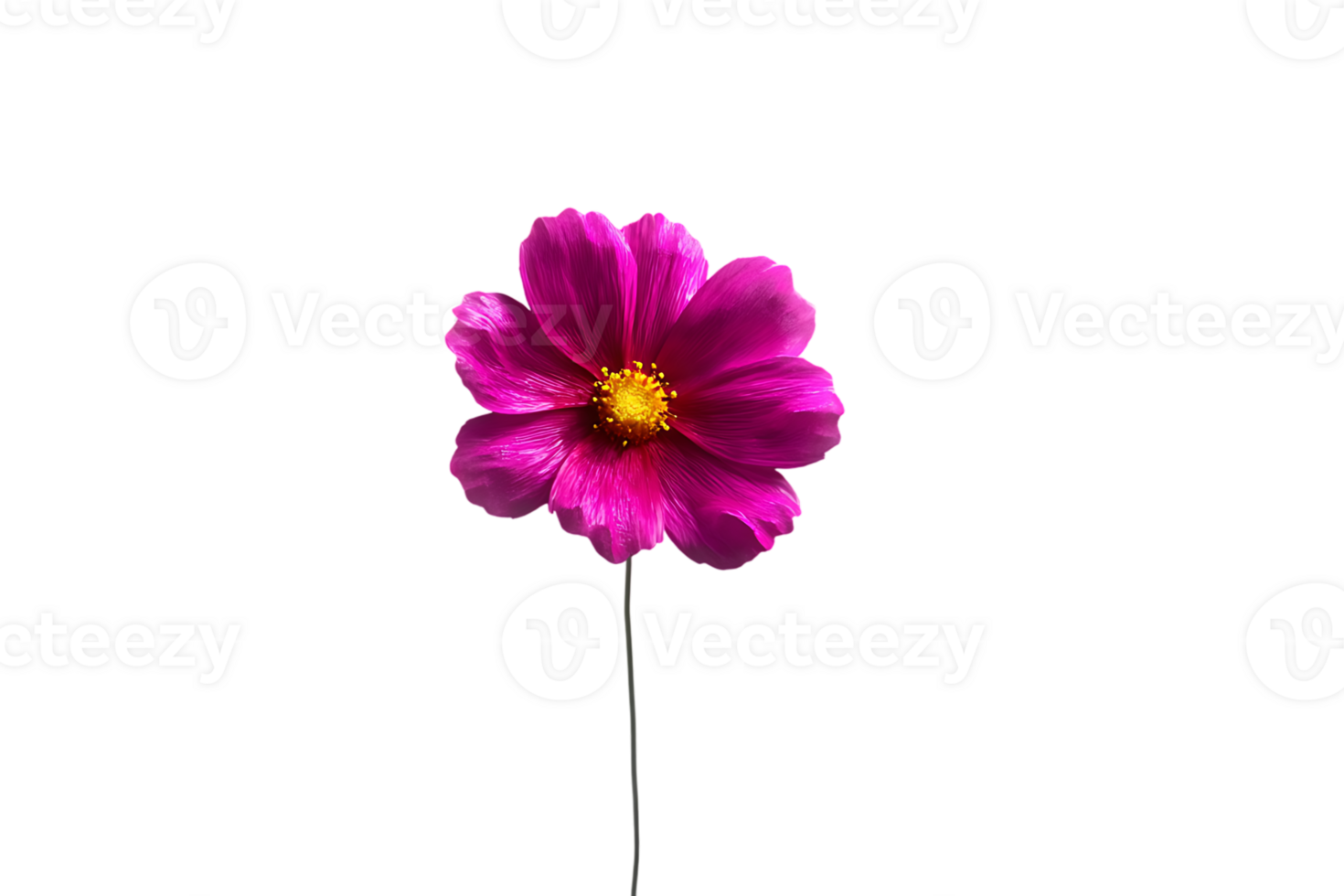 Isolated Pink Cosmos Flower Image with Transparent Background Perfect for Design png