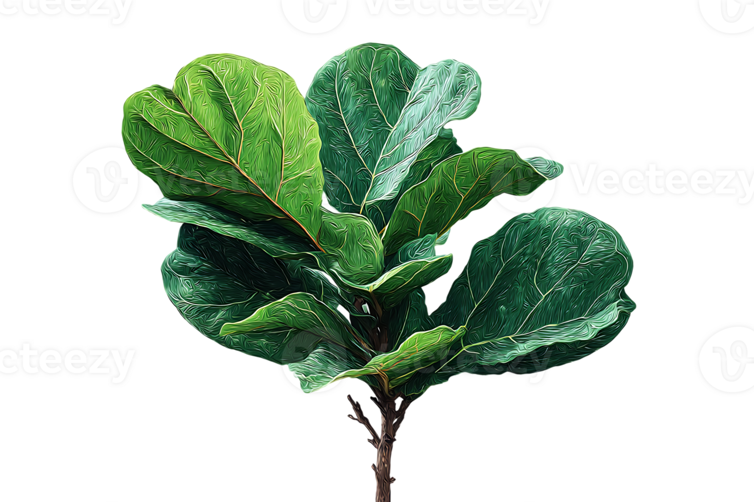 Fiddle Leaf Fig Plant Fresh Green Leaves Potted Transparent Background Isolated png