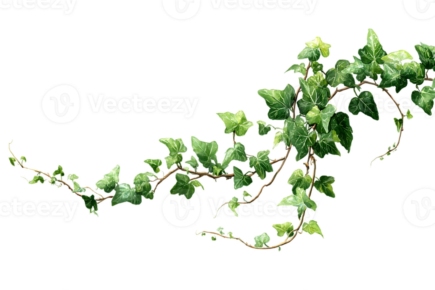 Green Ivy Vine Climbing Plant Isolated Transparent Background Decorative Element Graphic Resource png