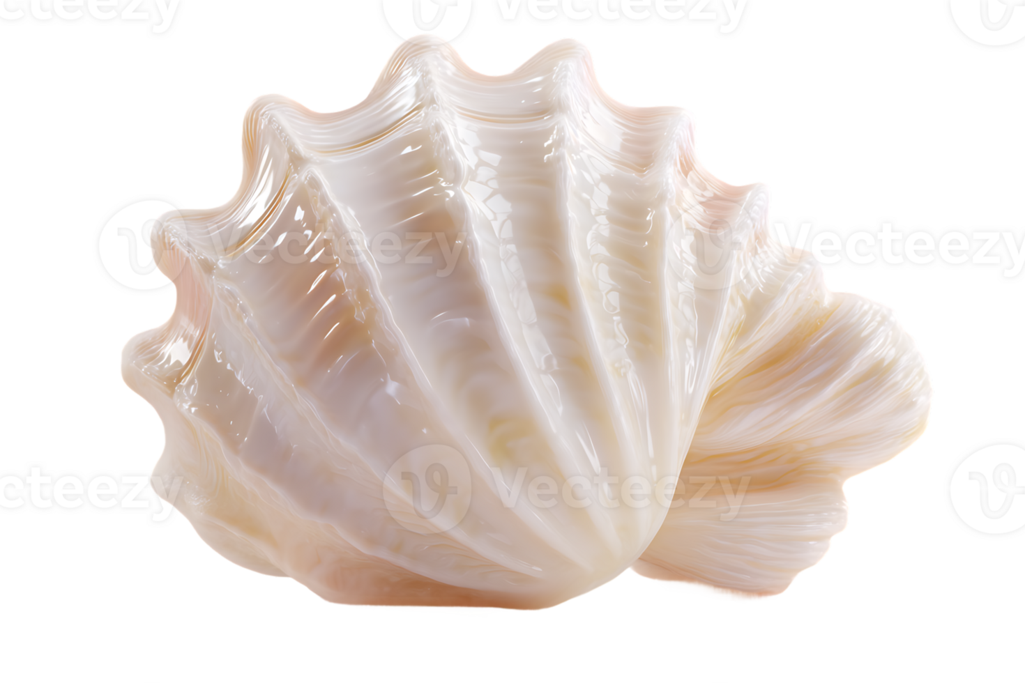 Beautiful Single Seashell Close Up Image On White Background Transparent Isolated png
