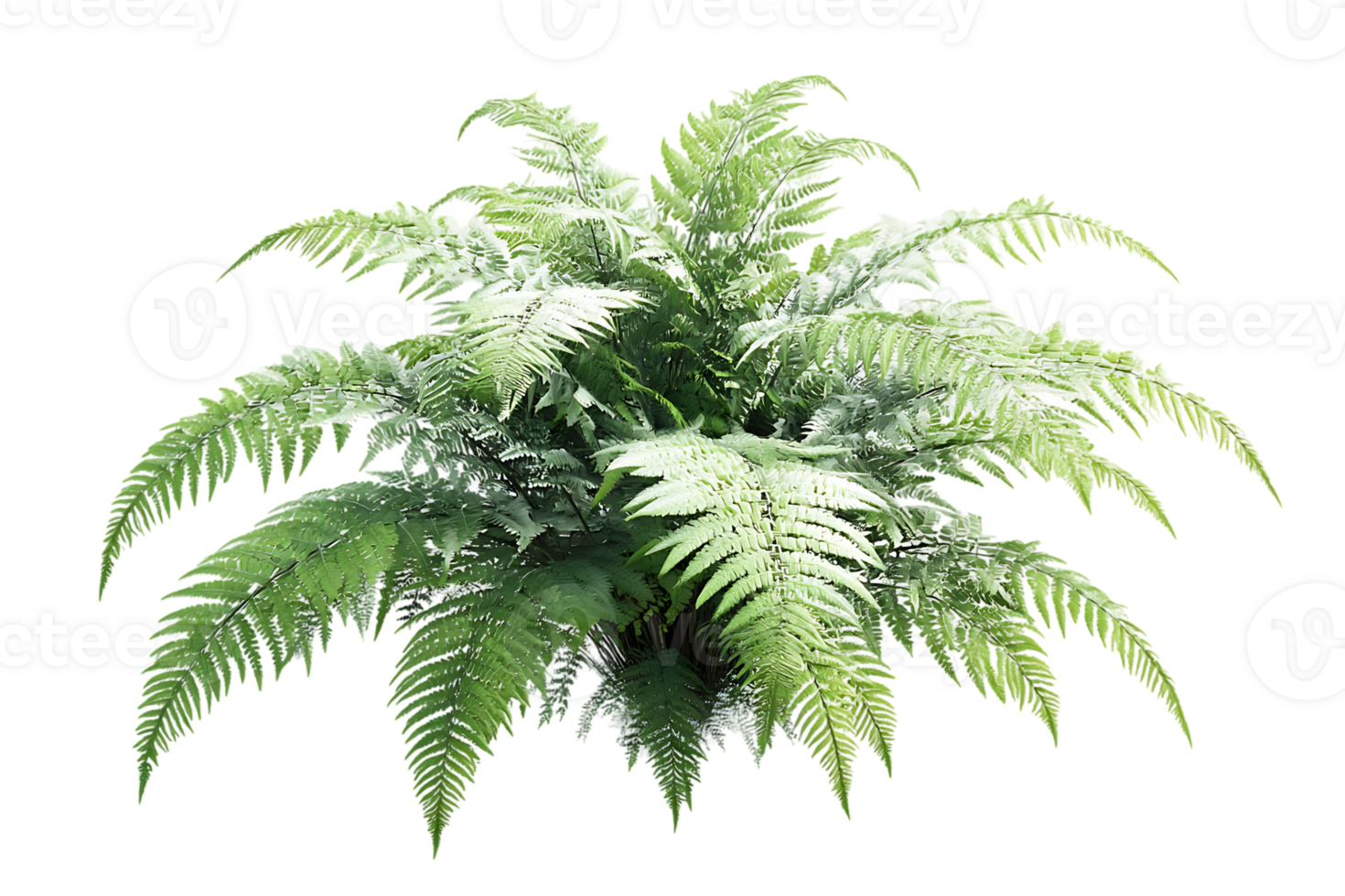 Vibrant Green Fern Isolated on Transparent Background in Format with No Character png