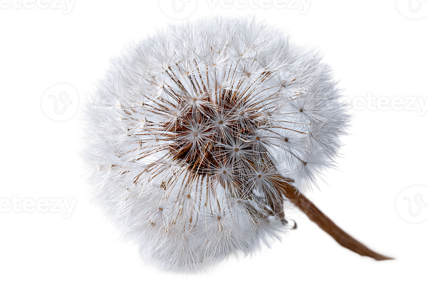 Dandelion Seed Head Flower Close Up Isolated on Transparent Background with Copy Space png