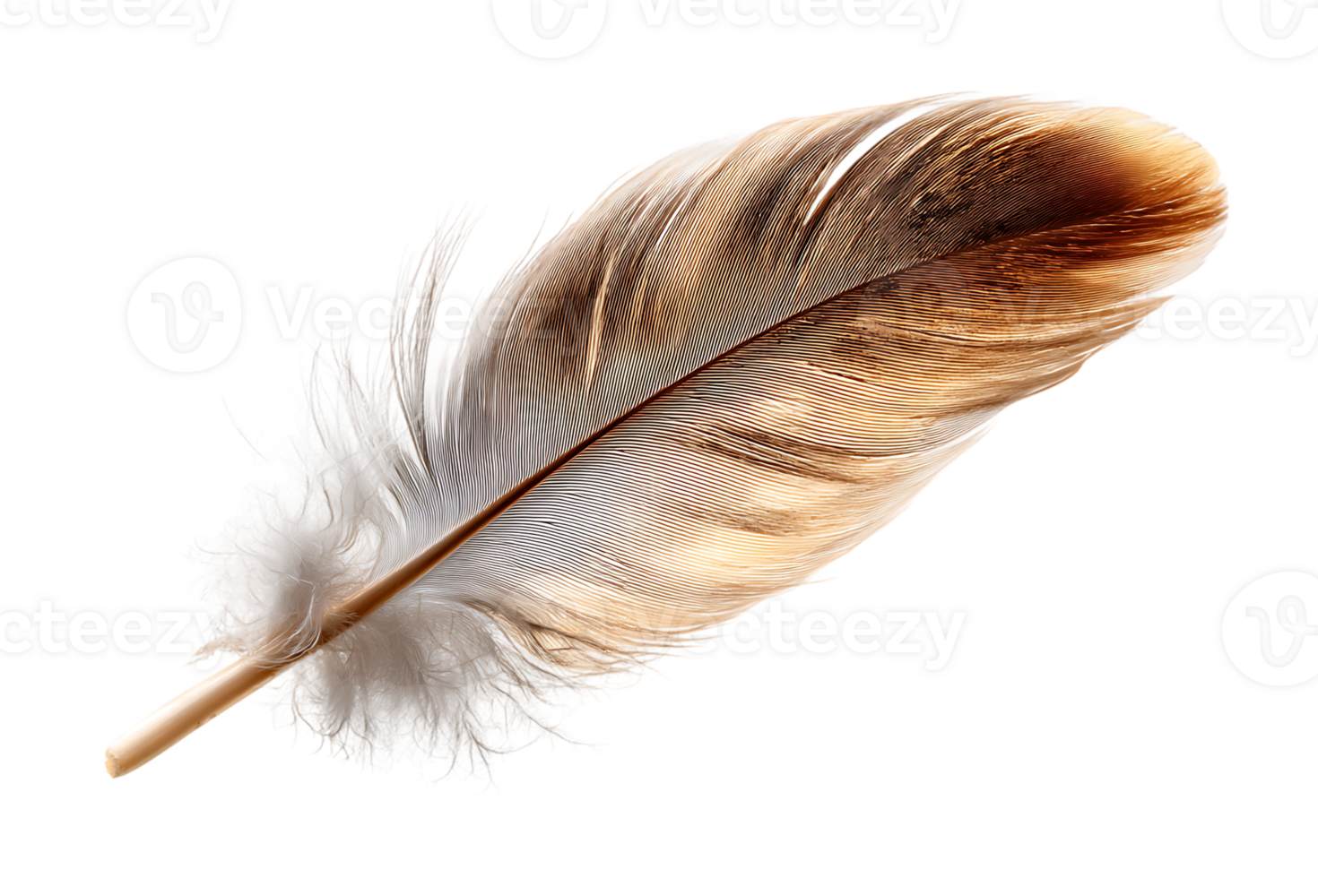 Feather with Intricate Pattern on Transparent Background Isolated Render for Designers png
