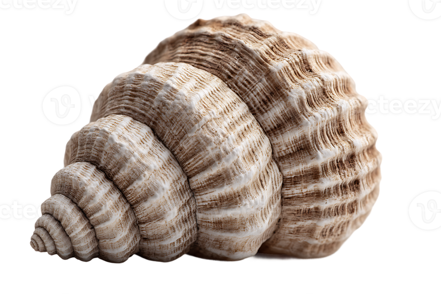 Isolated Seashell With Elegant Shape on Transparent Background Graphic Design Element png