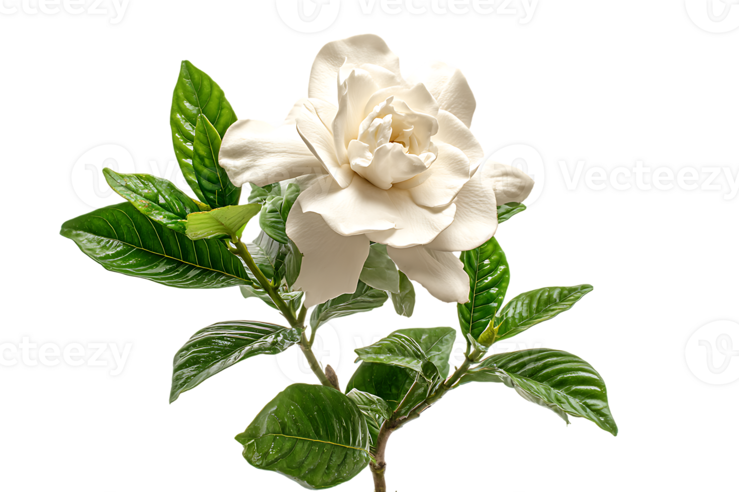 Gardenia Flower Blossom White Petals Green Leaves Isolated on Transparent Background png