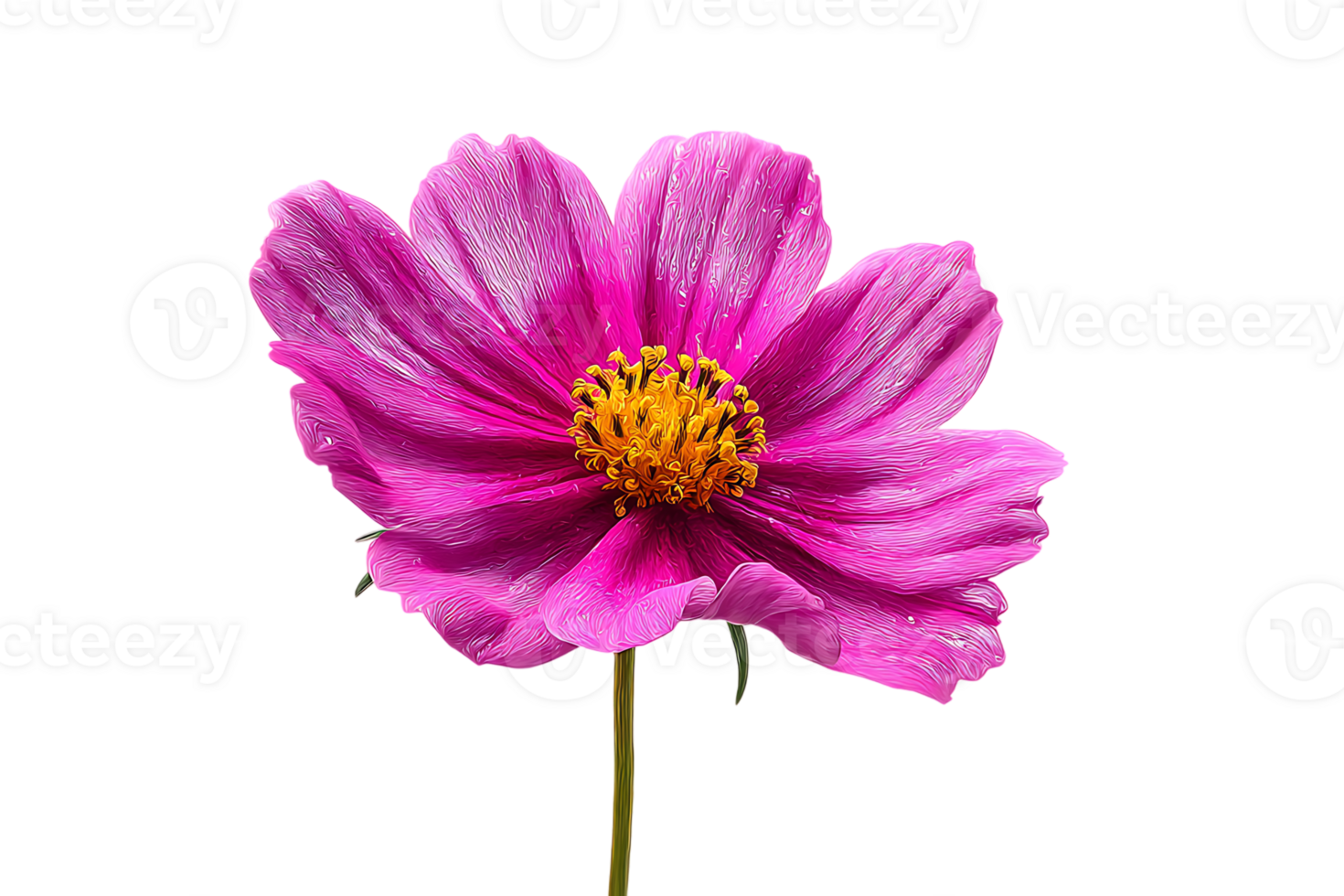 Magenta Cosmos Flower Isolated On Transparent Background High Quality Image For Designers png