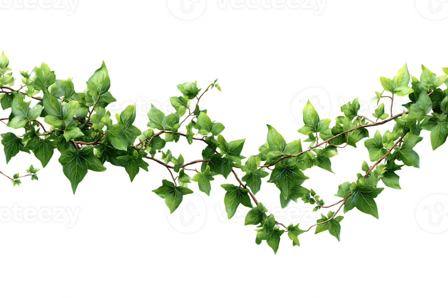 Green Ivy Vine Isolated Decoration Clipart Botanical Transparent Background for Designing png