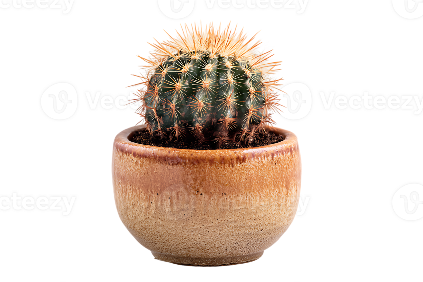 Small Potted Cactus Isolated on Transparent Background Detailed Image png