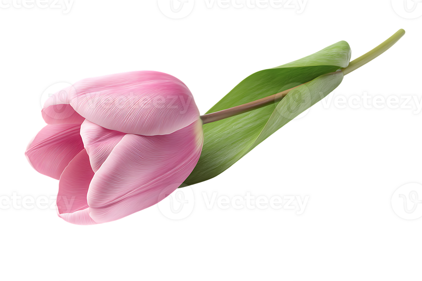 Isolated single pink tulip flower with green leaf transparent background wallpaper image png