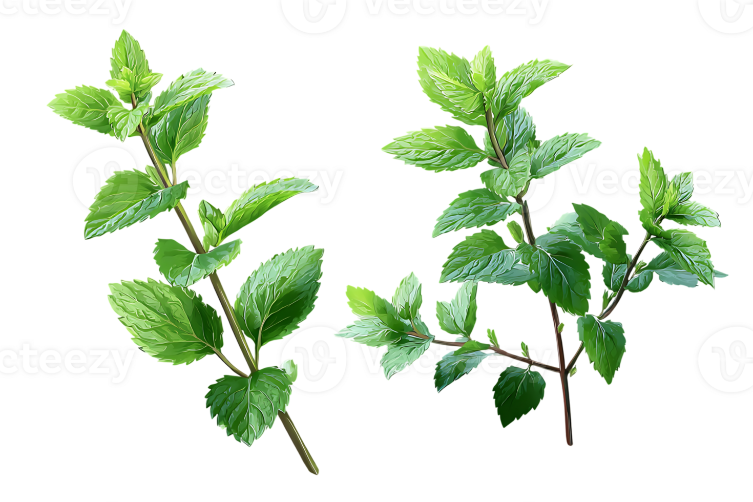 Fresh Green Spearmint Sprigs on Isolated Background Perfect for Herbal Drink Presentation png