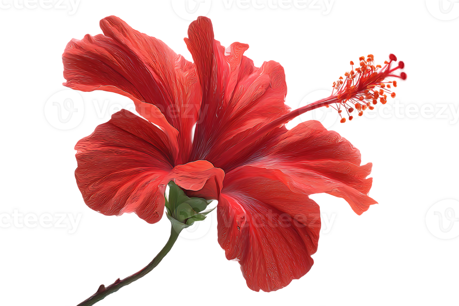 Beautiful Red Hibiscus Flower Transparent Background Isolated Great for Your Designs png