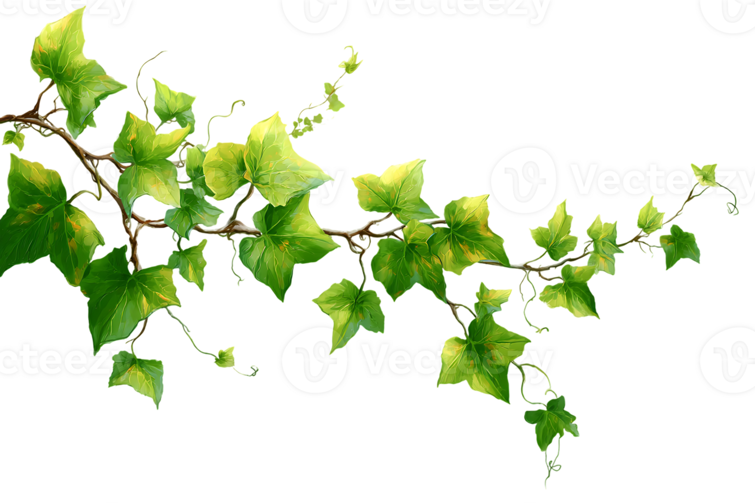 Beautiful Nature Vine Branch with Green Leaves Transparent Background Isolated png