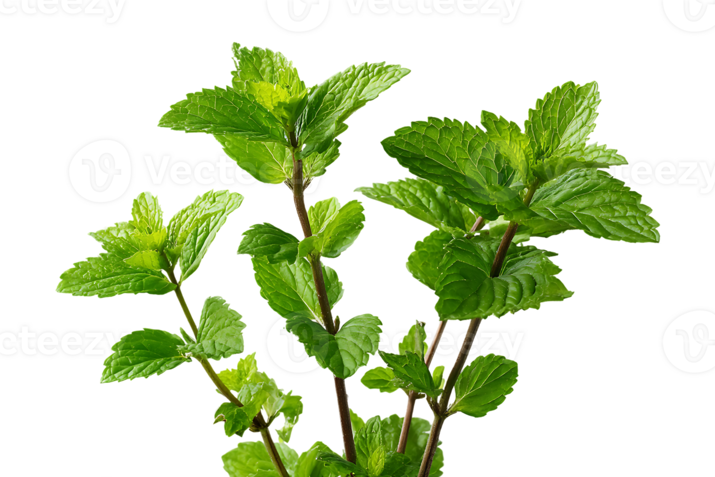 Fresh Green Mint Leaves Herb Isolated On A Transparent Background Image png
