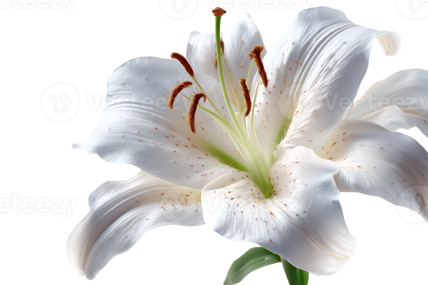 Elegant White Lily Close Up Flower Head Showing Delicate Petals and Filaments png